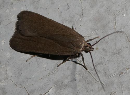 Réf. 259 078 : Acompsia cinerella